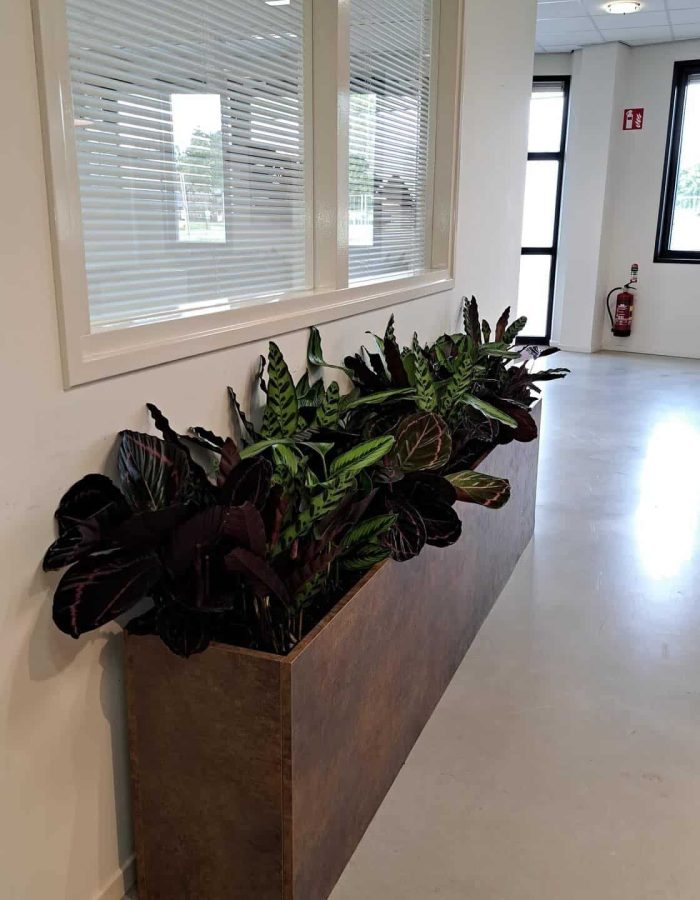 Calathea Planten Vebe Keukens