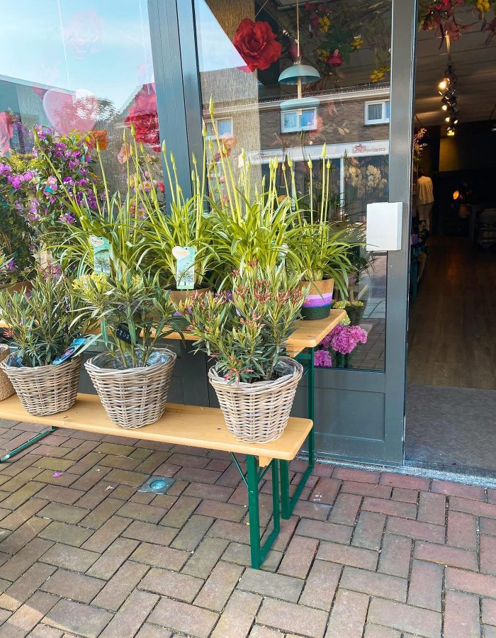 winkel-planten-2